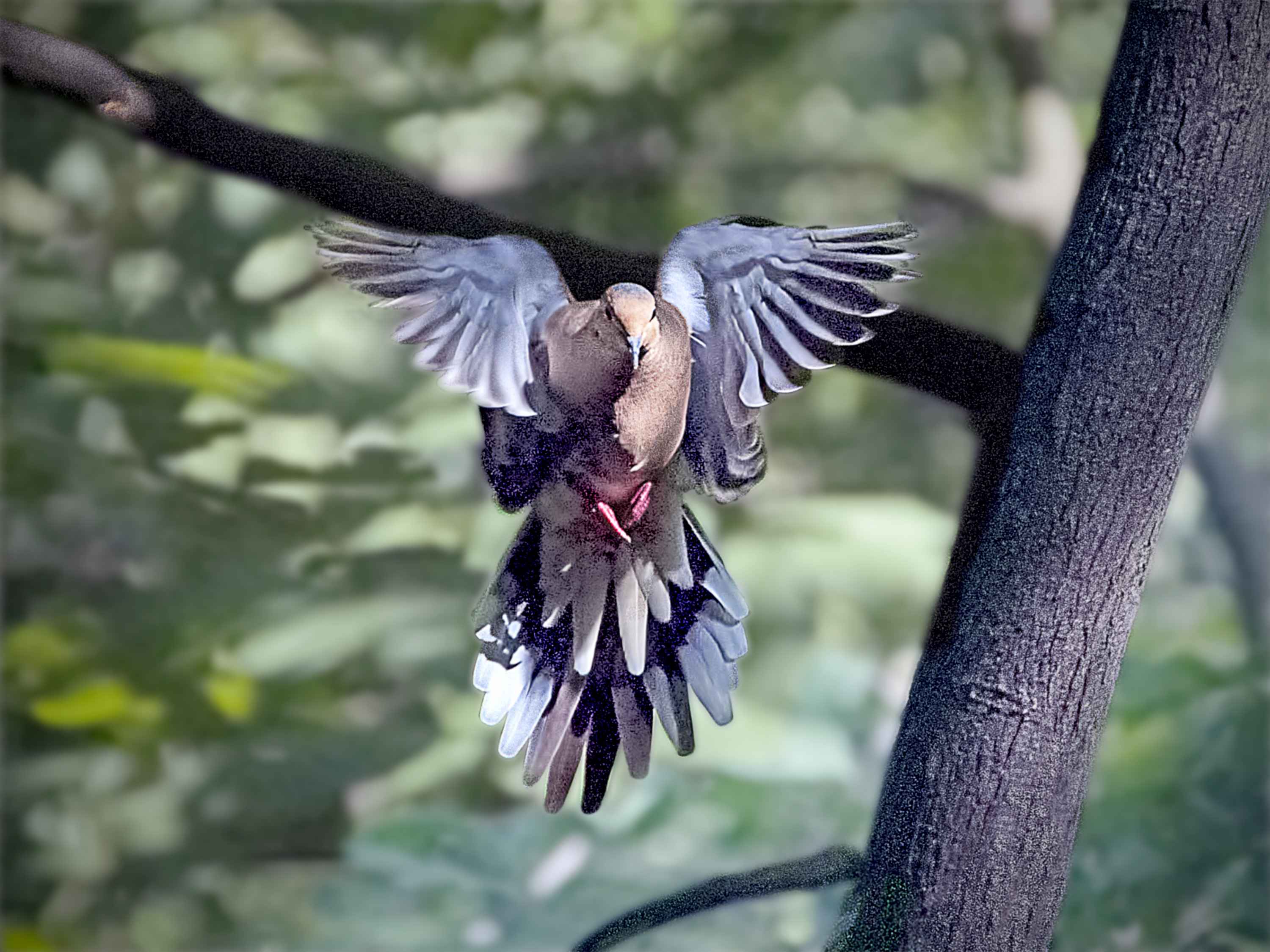 Diving Dove | Shutterbug